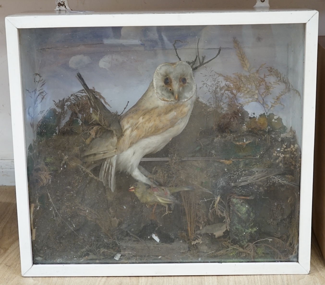 A taxidermy cased barn owl and birds, 51cm high. Condition - fair